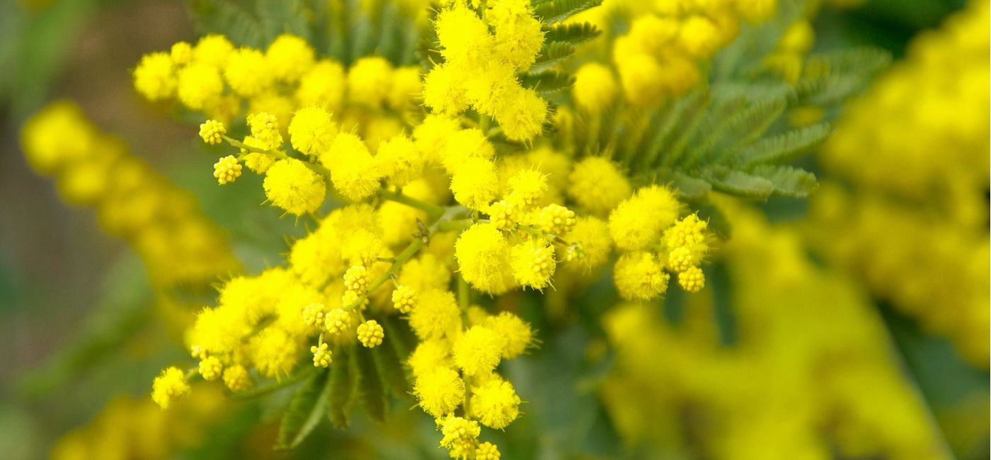 mimosa, festa della donna, giornata internazionale della donna