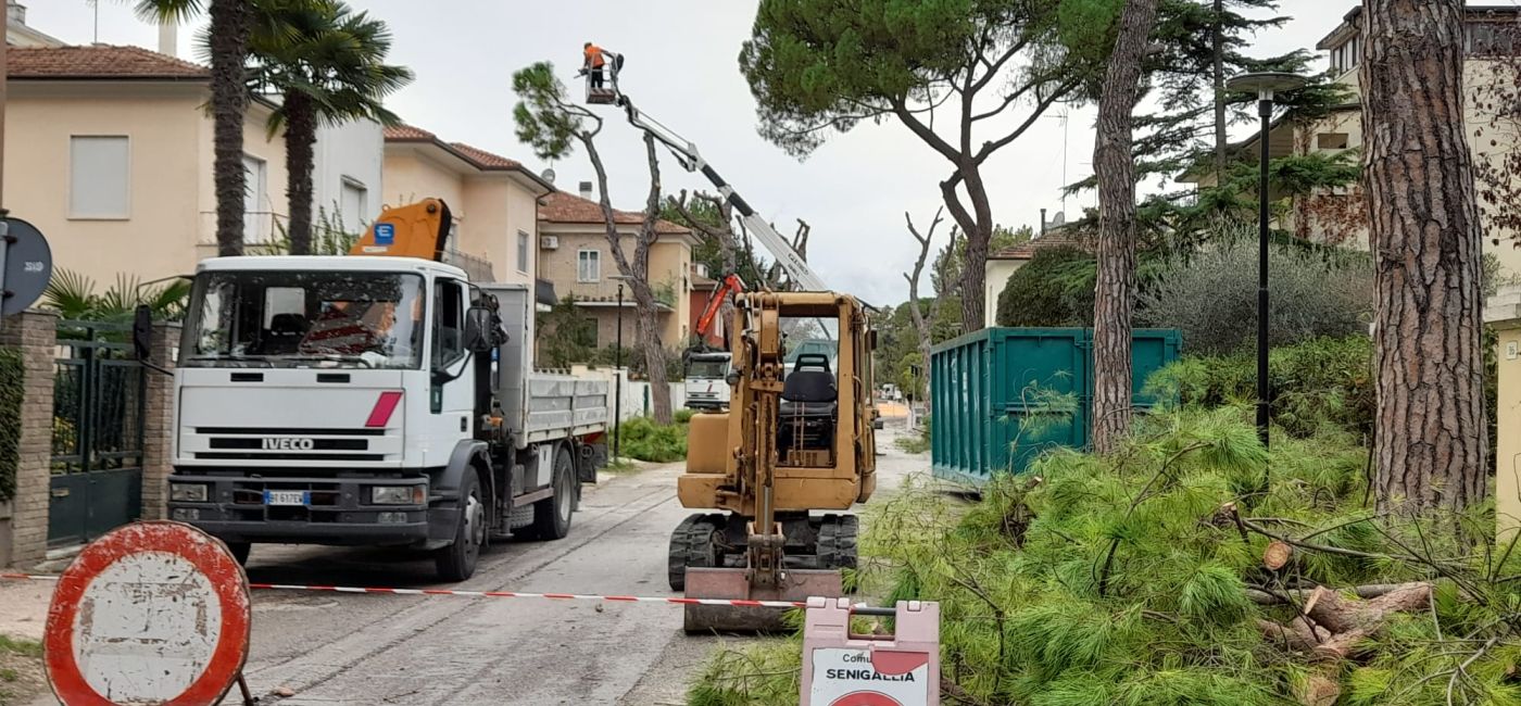 Ripresi i lavori per l'abbattimento dei pini in viale Anita Garibaldi a Senigallia