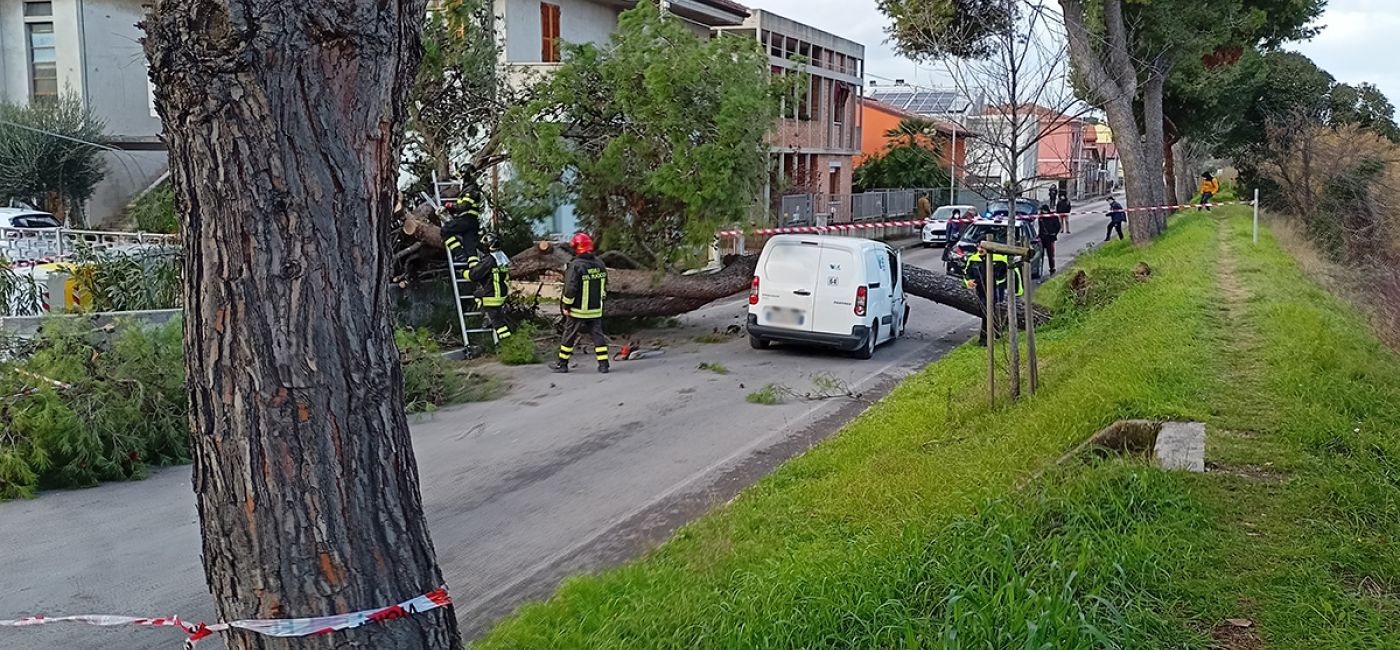 Uno dei due crolli del 10 gennaio 2022 ha interessato un grosso pino marittimo posizionato sull'argine del fiume lungo lo Stradone Misa