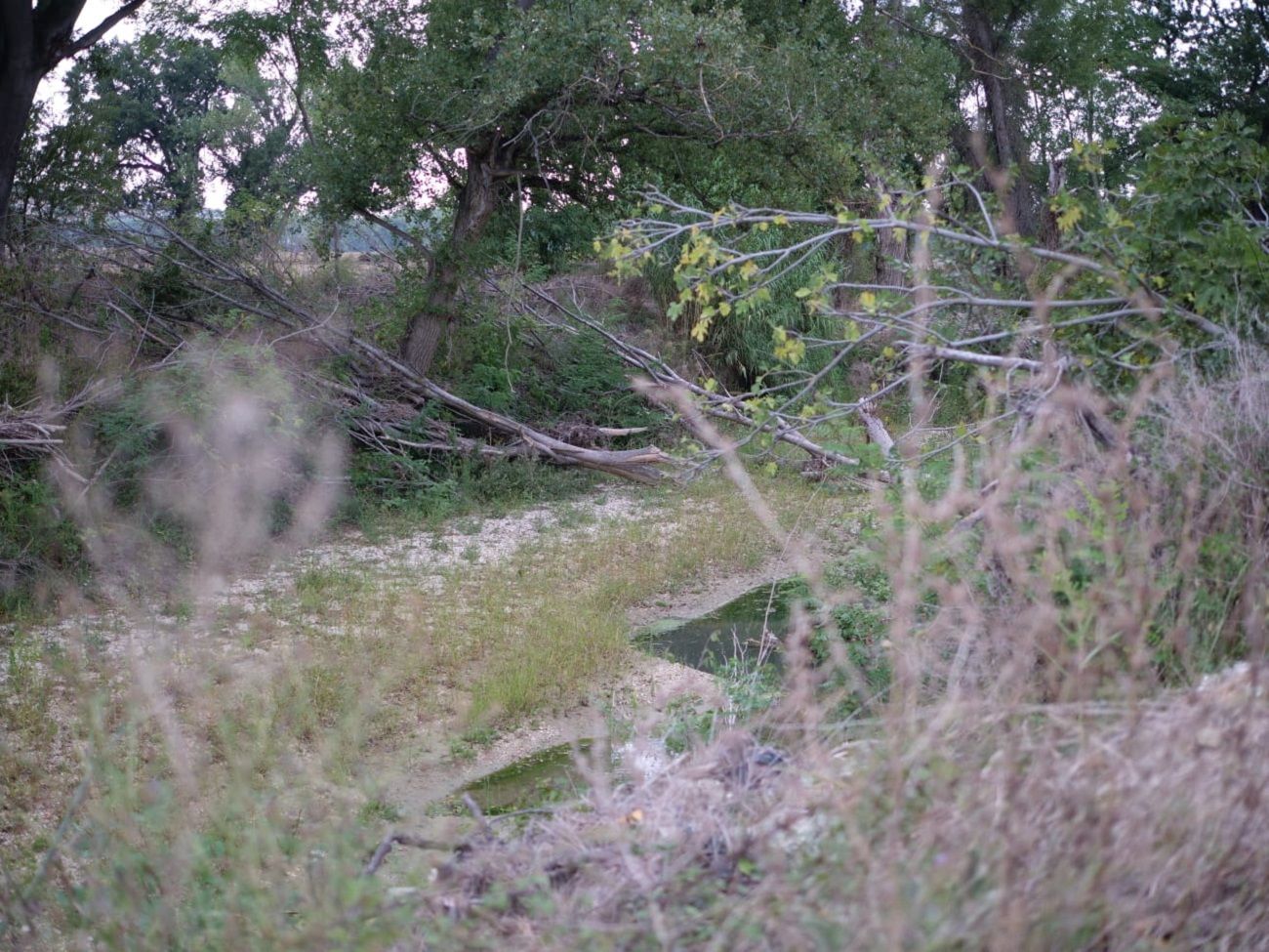 Ostra: diversi tronchi di alberi e altri detriti sono all'interno del letto del fiume Misa