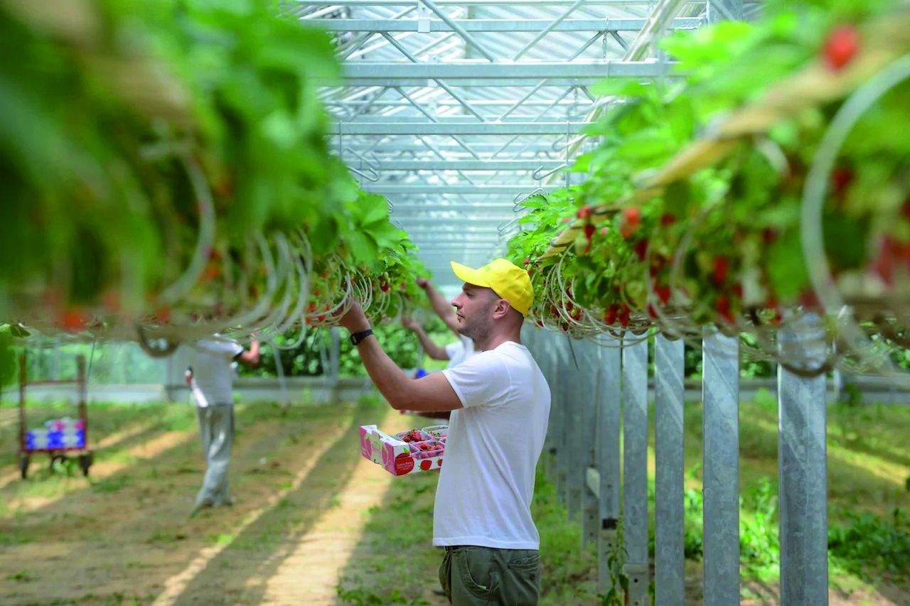 Agricoltura, lavoro, manodopera