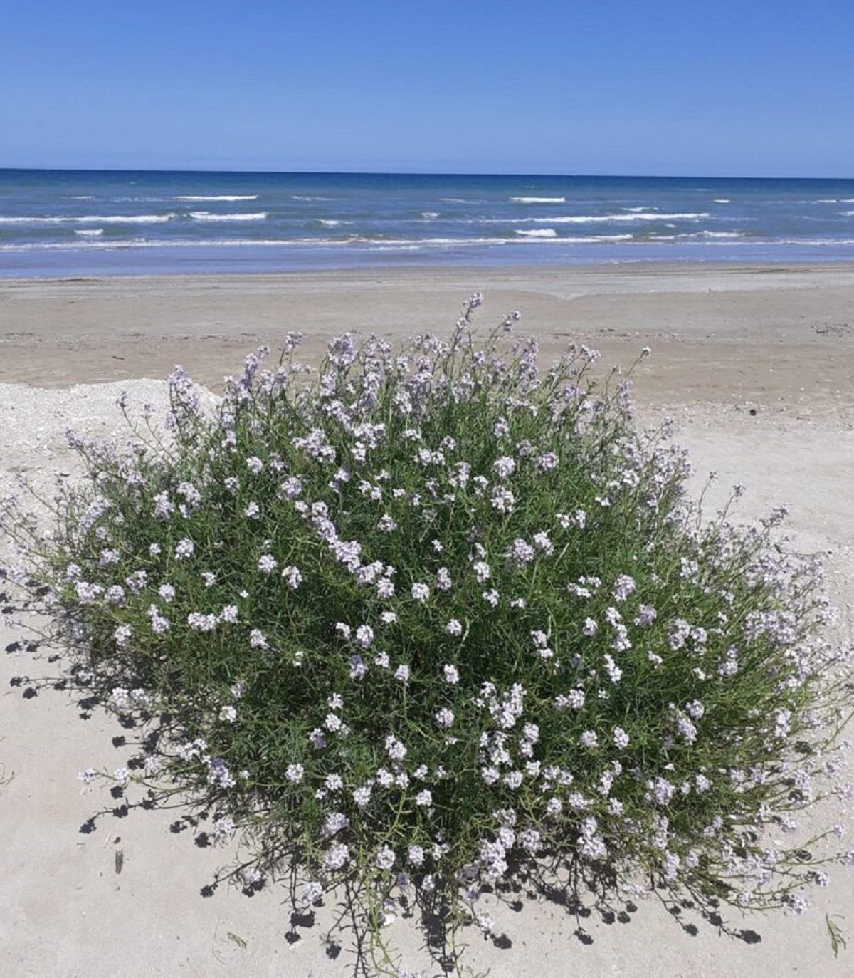 Fiori inconsueti