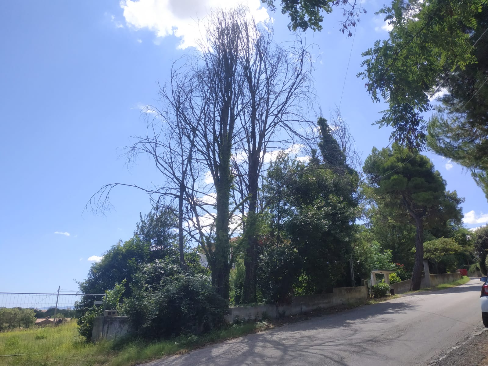 Alberi secchi e pericolosi a Senigallia