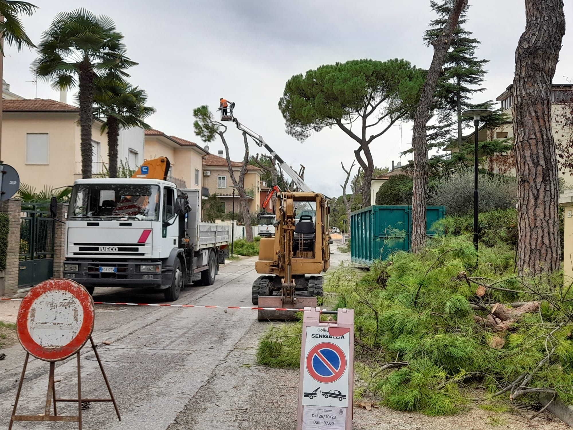 Ripresi i lavori per l'abbattimento dei pini in viale Anita Garibaldi a Senigallia