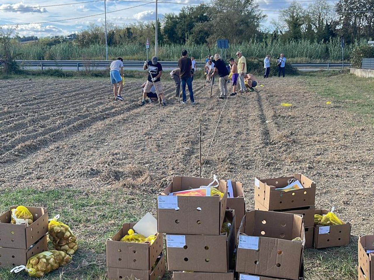 Residenti piantano tulipani per colorare la frazione di Borgo Bicchia dopo due alluvioni