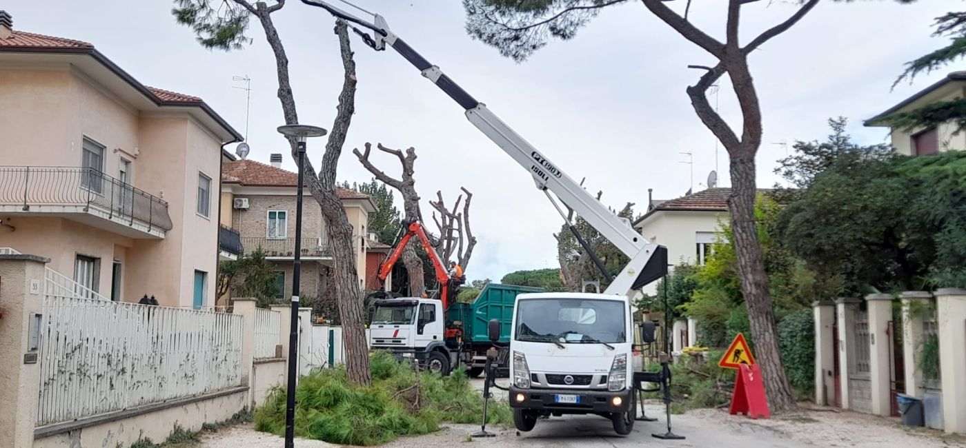 Ripresi i lavori per l'abbattimento dei pini in viale Anita Garibaldi a Senigallia