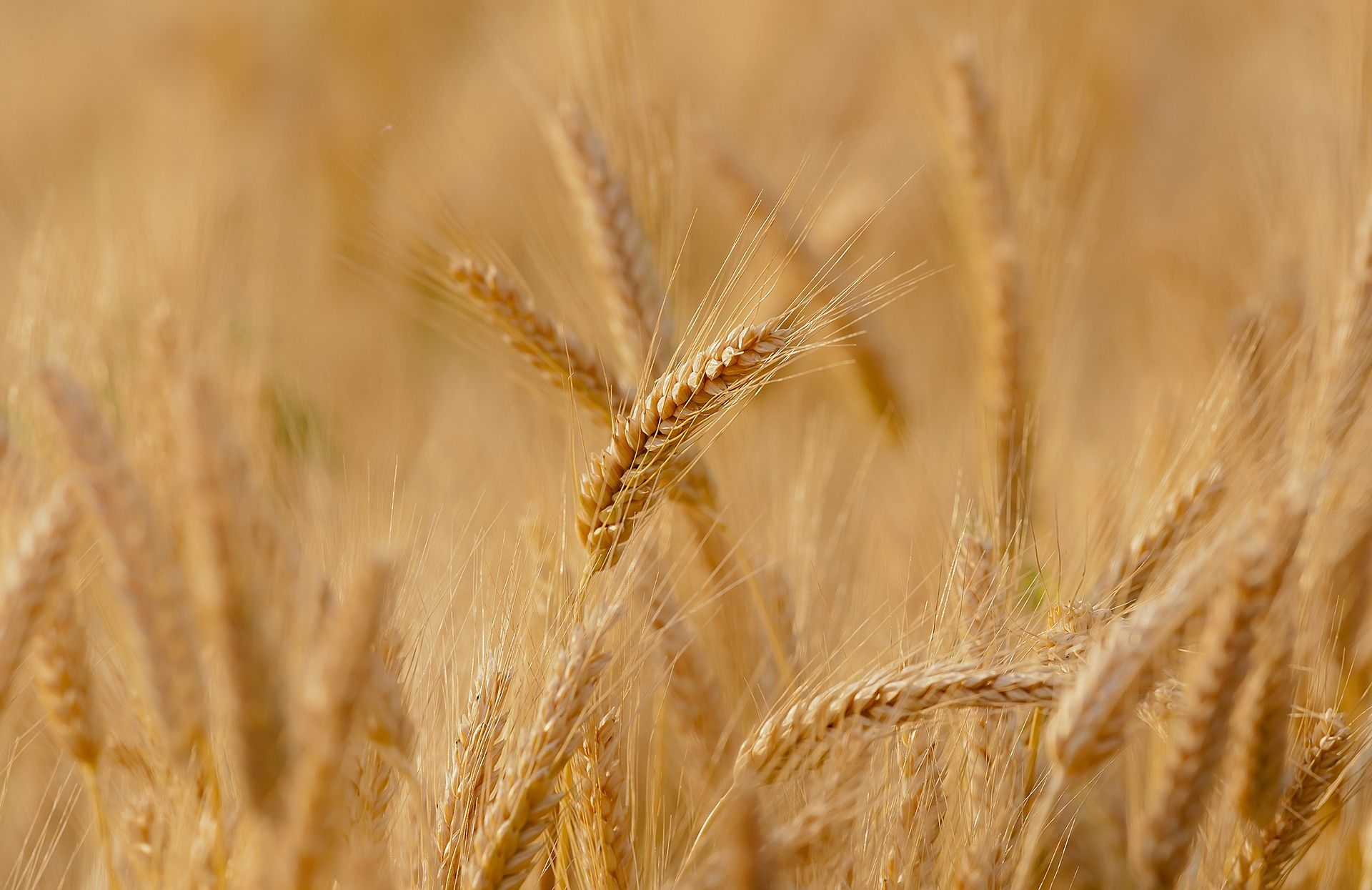 grano, cereali, colture, agricoltura