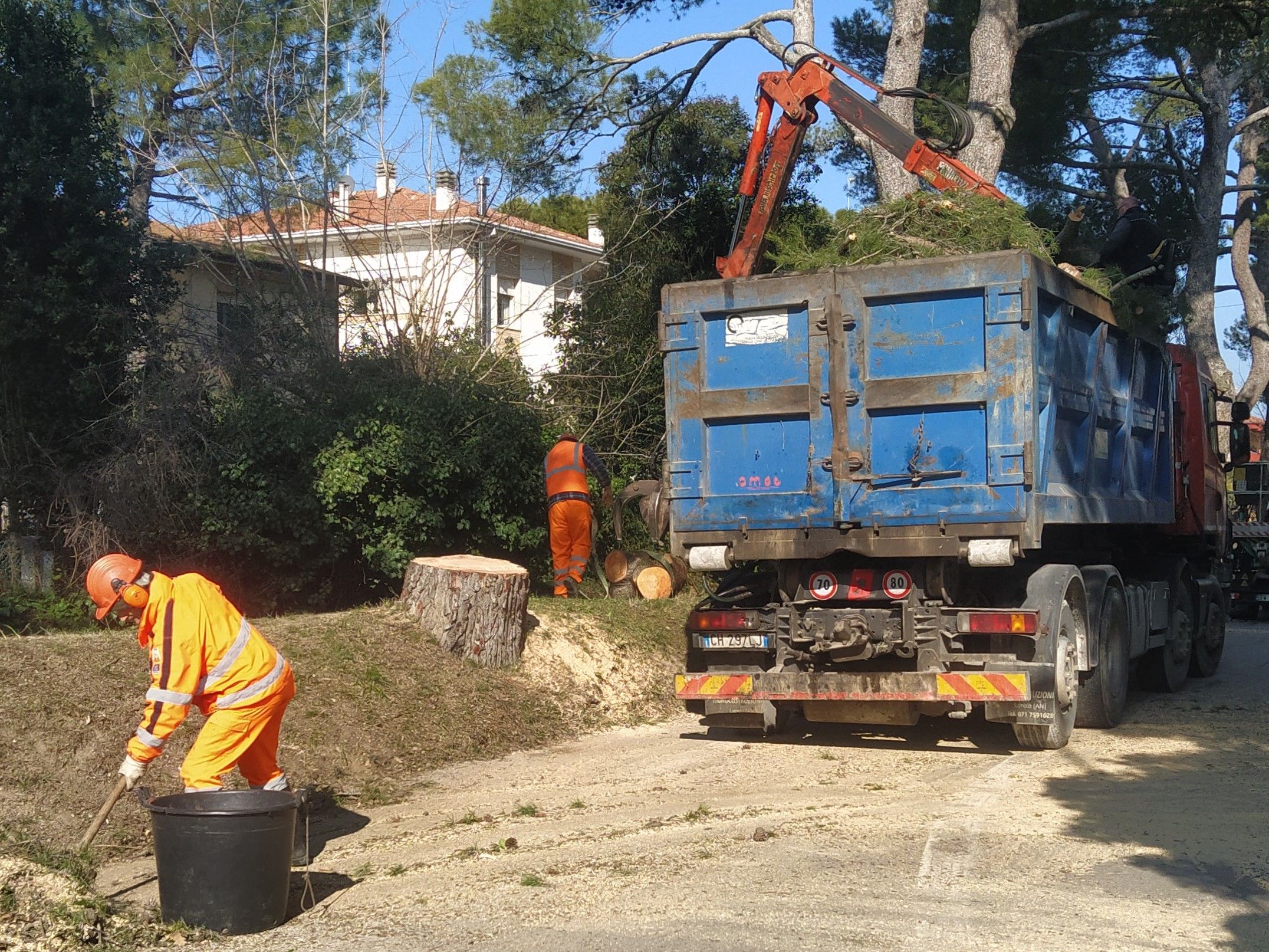 Le operazioni di abbattimento degli alberi malati in viale dei Pini a Senigallia