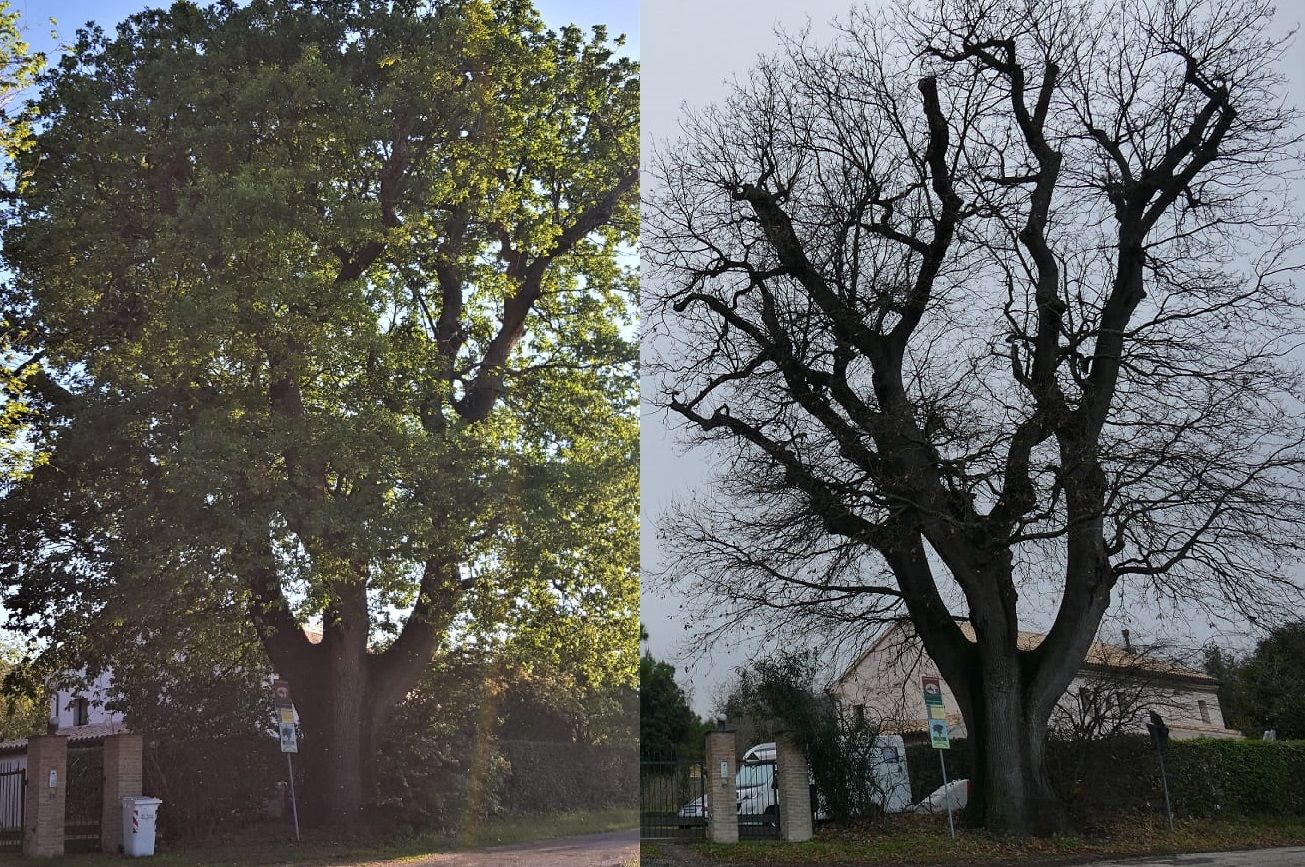 Alberi Monumentali