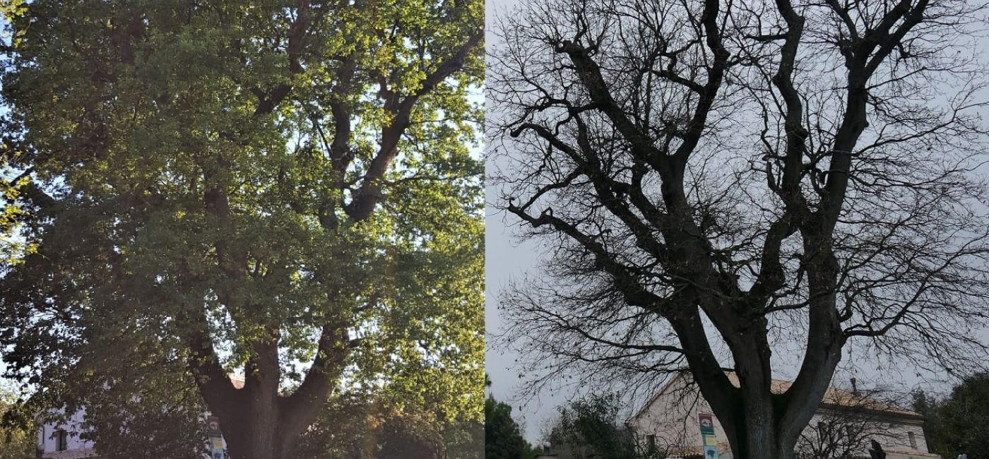 Alberi Monumentali