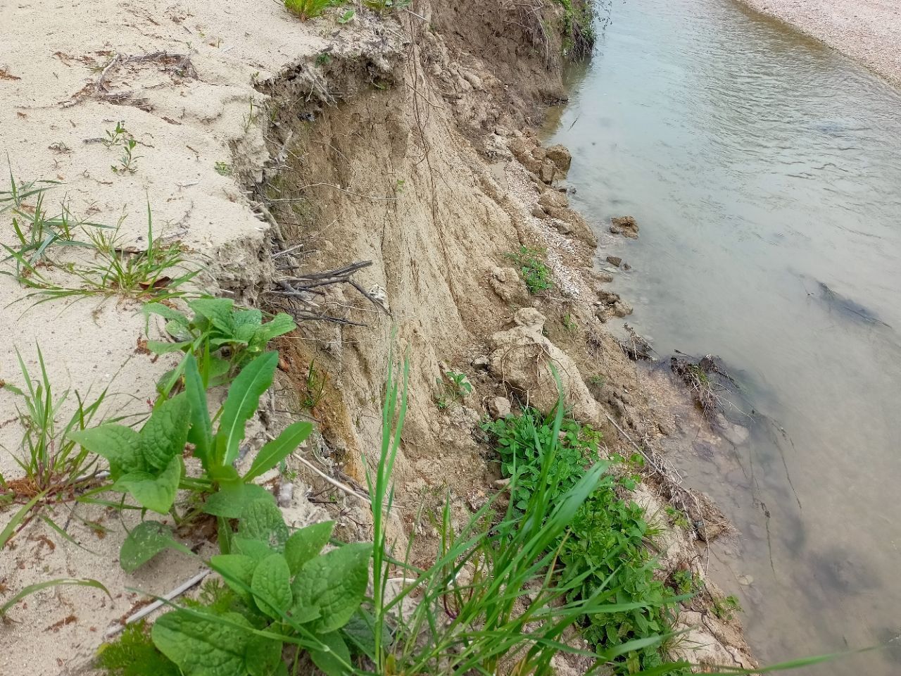 L'evidente erosione degli argini del fiume Misa a Senigallia