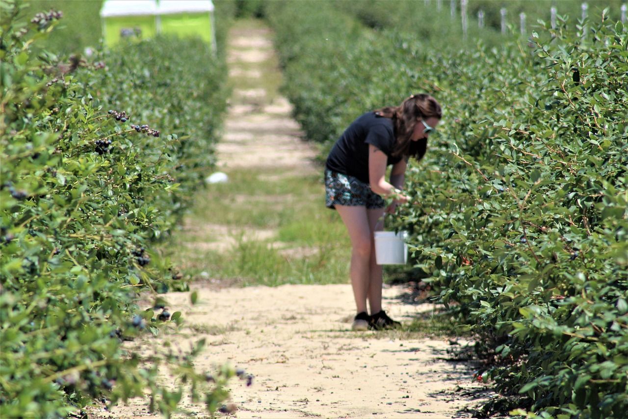 donne, agricoltura, lavoro, coltivazioni, pixabay