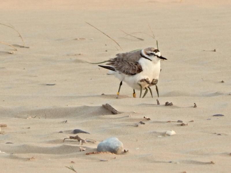 Un fratino maschio sulla spiaggia. Foto di Francesca Morici