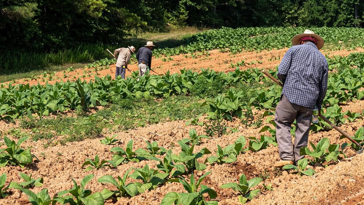 agricoltura, lavoratori agricoli, campagna, coltivazione campi