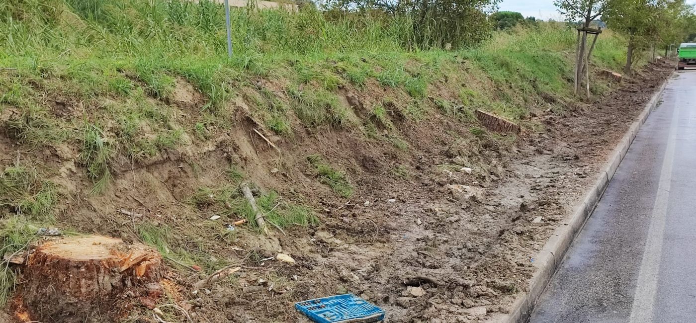 Il taglio degli alberi lungo lo stradone Misa, a Senigallia, avvenuto a pochi giorni dall'alluvione del settembre 2022