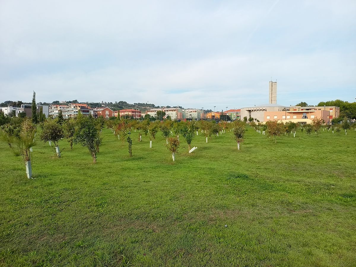 Il bosco della Cesanella a Senigallia