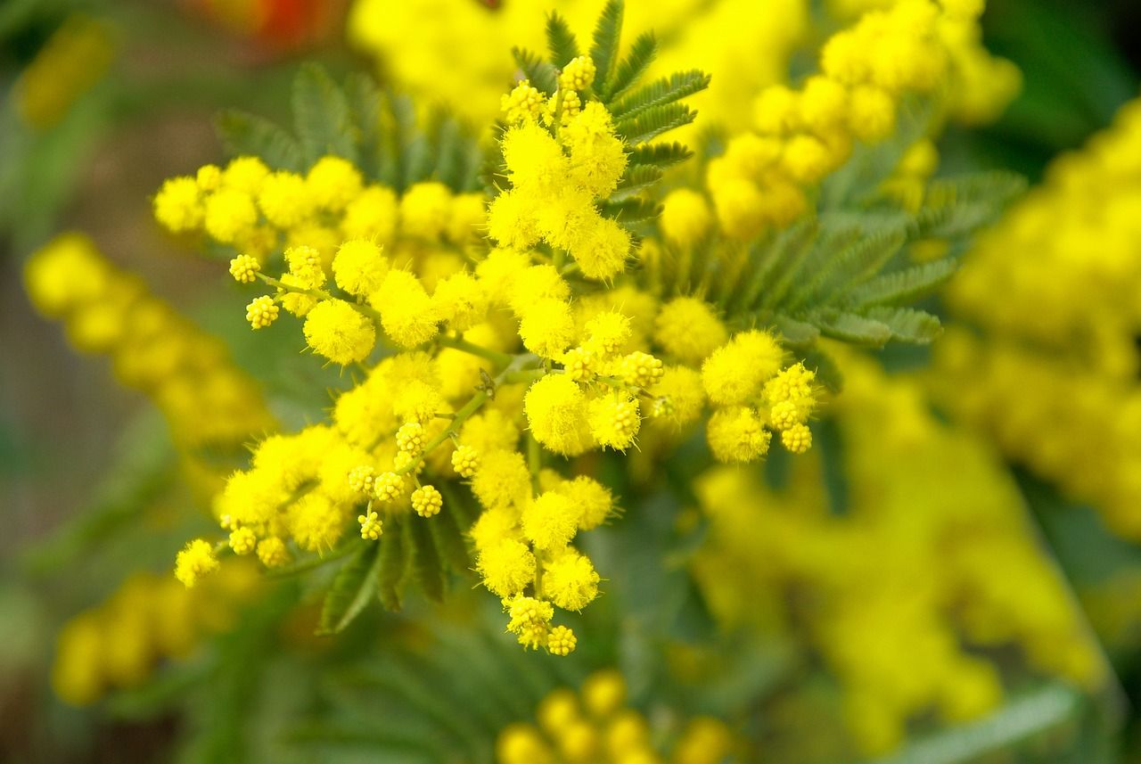 mimosa, festa della donna, giornata internazionale della donna