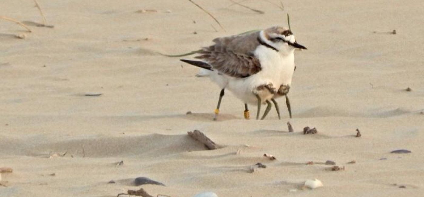 Un fratino maschio sulla spiaggia. Foto di Francesca Morici