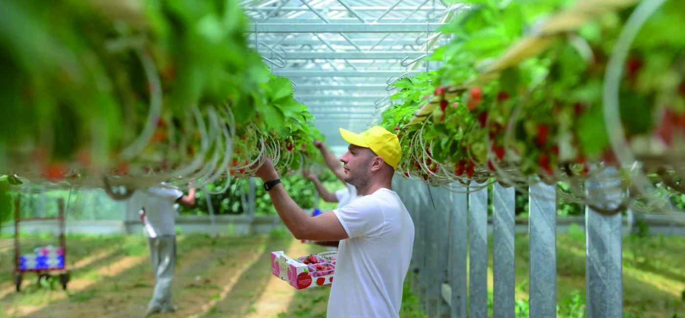 Agricoltura, lavoro, manodopera