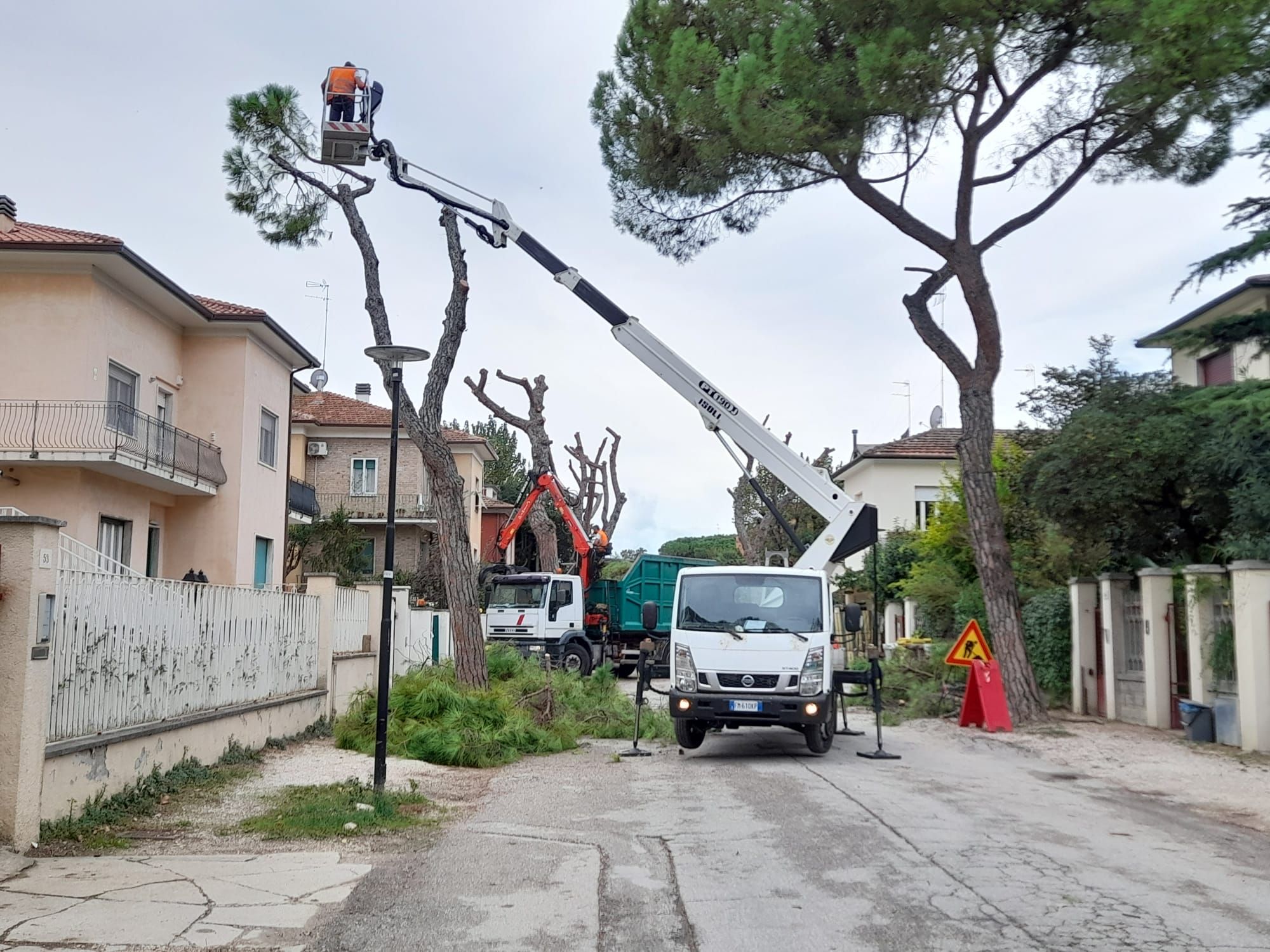 Ripresi i lavori per l'abbattimento dei pini in viale Anita Garibaldi a Senigallia