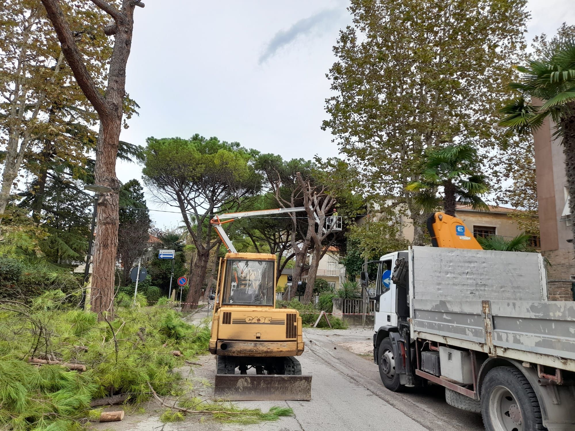 Ripresi i lavori per l'abbattimento dei pini in viale Anita Garibaldi a Senigallia