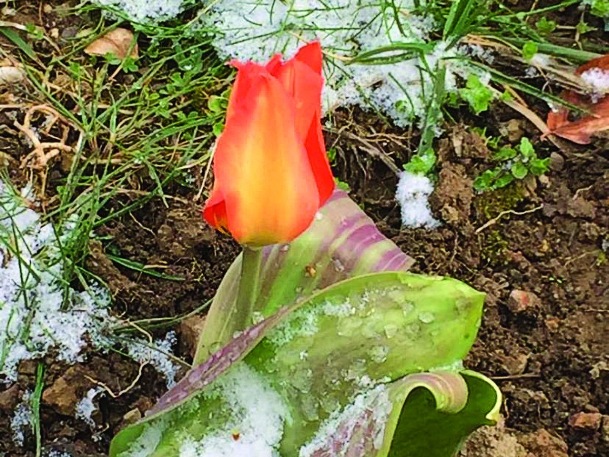 fiori, tulipano, primavera, rinascita