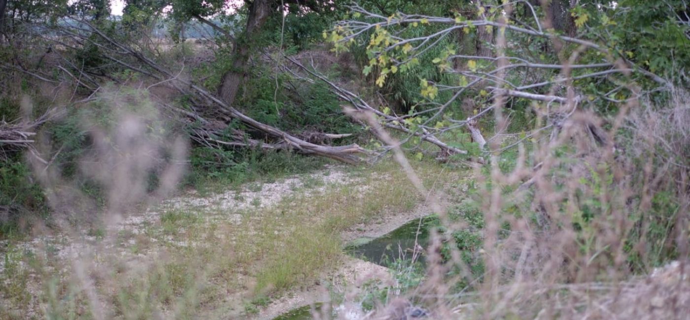 Ostra: diversi tronchi di alberi e altri detriti sono all'interno del letto del fiume Misa